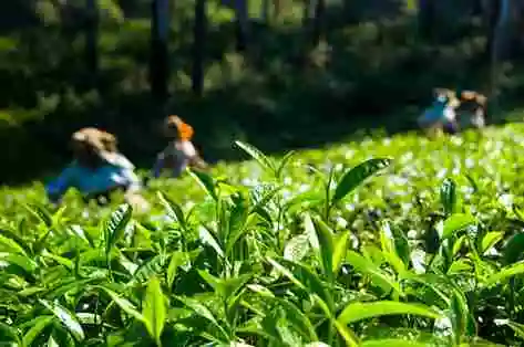munnar place to visit